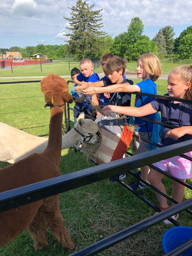 Alpacas